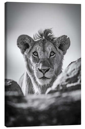 Obraz na płótnie Monochrome young lion watches camera