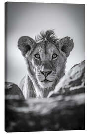 Obraz na płótnie Monochrome young lion watches camera - Nick Dale