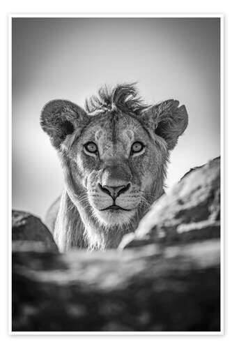 Poster Monochrome young lion watches camera