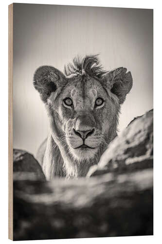 Tableau en bois Monochrome young lion watches camera