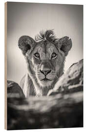 Tableau en bois Monochrome young lion watches camera - Nick Dale