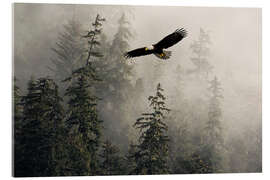 Acrylic print Bald Eagle Through Misty Tongass Nat Forest, Alaska - John Hyde