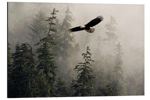 Cuadro de aluminio Bald Eagle Through Misty Tongass Nat Forest, Alaska