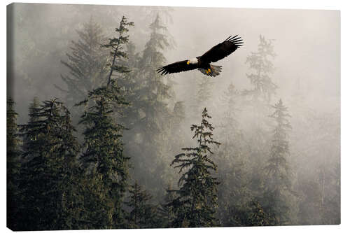 Obraz na płótnie Bald Eagle Through Misty Tongass Nat Forest, Alaska
