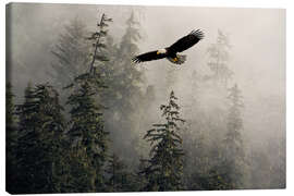 Canvas-taulu Bald Eagle Through Misty Tongass Nat Forest, Alaska - John Hyde