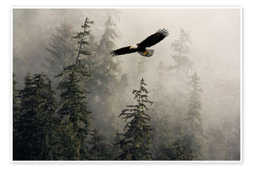 Poster Bald Eagle Through Misty Tongass Nat Forest, Alaska