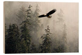 Holzbild Weißkopfseeadler durch den Nebel, Alaska - John Hyde