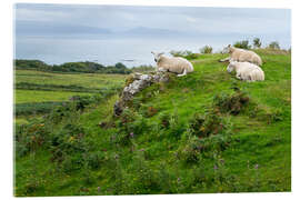 Acrylic print Sheep rest in a pasture, Isle of Eigg, Scotland