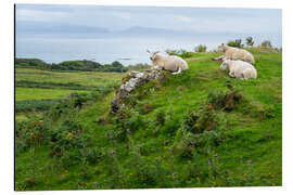 Alubild Schafe ruhen auf einer Weide, Isle of Eigg, Schottland