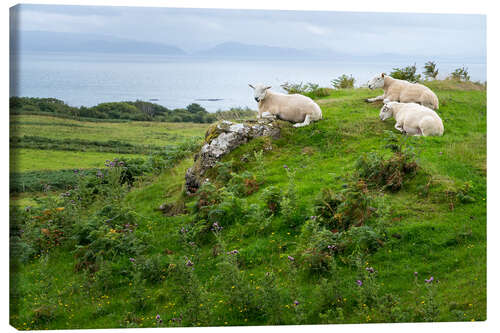 Canvas print Sheep rest in a pasture, Isle of Eigg, Scotland