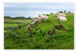 Poster Sheep rest in a pasture, Isle of Eigg, Scotland