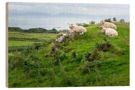 Wood print Sheep rest in a pasture, Isle of Eigg, Scotland