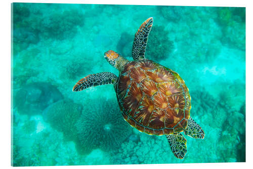 Tableau en verre acrylique Sea Turtle, Apo Island Marine Reserve, Philippines