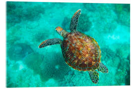 Obraz na szkle akrylowym Sea Turtle, Apo Island Marine Reserve, Philippines