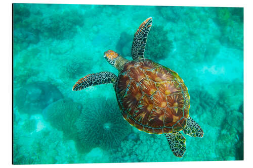 Alubild Meeresschildkröte, Apo Island Marine Reserve, Philippinen