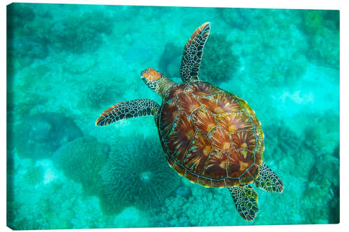Canvas print Sea Turtle, Apo Island Marine Reserve, Philippines