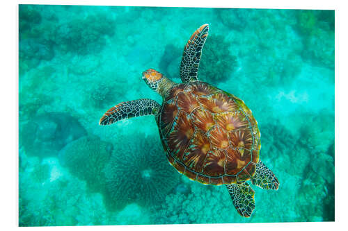 PVC print Sea Turtle, Apo Island Marine Reserve, Philippines