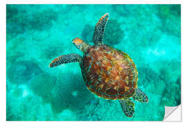 Naklejka na ścianę Sea Turtle, Apo Island Marine Reserve, Philippines