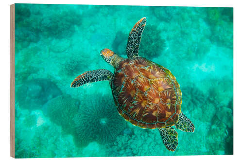 Tableau en bois Sea Turtle, Apo Island Marine Reserve, Philippines