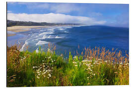 Alubild Wildblumen am Yaquina Head, Newport Oregon, USAA