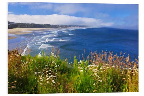 Foam board print Wildflowers Along Yaquina Head, Newport Oregon, USA