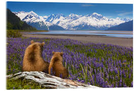 Acrylglasbild Grizzly-mama und Jungtier, Alaska
