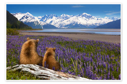 Póster Grizzly Sow and Cub Sit Along Seward Highway, Alaska