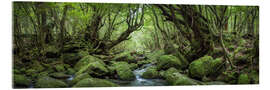 Quadro em acrílico Mystical Forest, Yakushima, Japan - Jan Christopher Becke