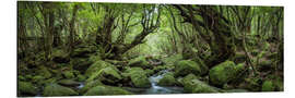 Aluminium print Mystical Forest, Yakushima, Japan - Jan Christopher Becke