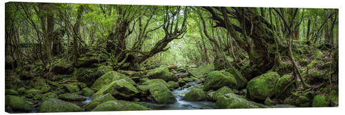 Leinwandbild Mystischer Wald, Yakushima, Japan