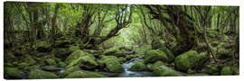 Leinwandbild Mystischer Wald, Yakushima, Japan - Jan Christopher Becke