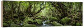 Wood print Mystical Forest, Yakushima, Japan - Jan Christopher Becke