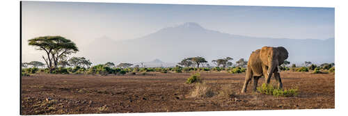 Cuadro de aluminio Kilimanjaro im Amboseli Nationalpark
