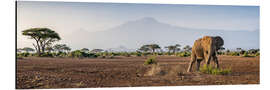 Aluminiumtavla Kilimanjaro im Amboseli Nationalpark - Jan Christopher Becke