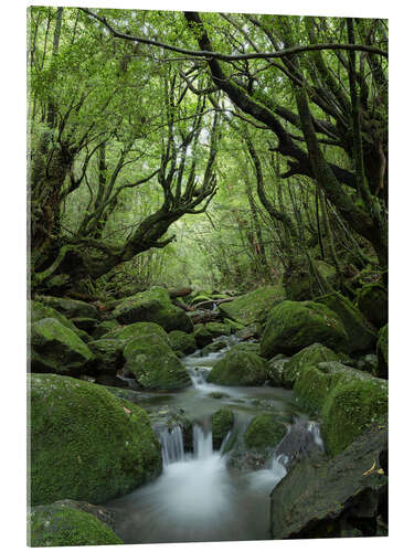 Cuadro de metacrilato Stream in the forest