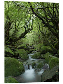 Cuadro de metacrilato Stream in the forest