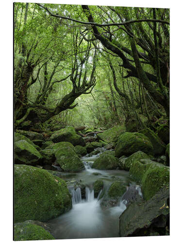 Aluminiumsbilde Stream in the forest