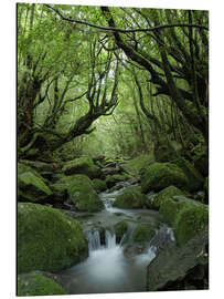 Tableau en aluminium Stream in the forest