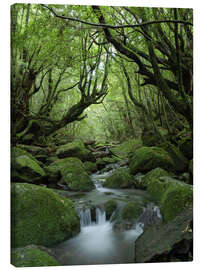 Stampa su tela Stream in the forest