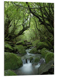 Cuadro de plexi-alu Stream in the forest