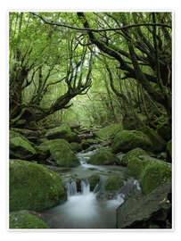 Poster Stream in the forest