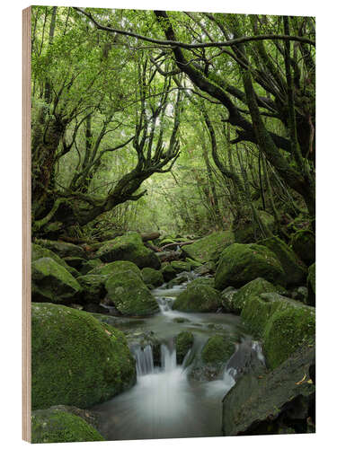 Puutaulu Stream in the forest