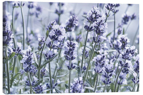 Canvas print Pure Lavender