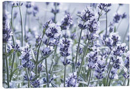 Leinwandbild Echter Lavendel - Atteloi