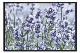 Gerahmter Kunstdruck Echter Lavendel