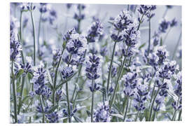 Foam board print Pure Lavender