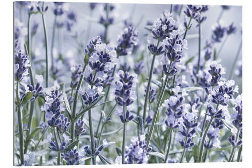 Gallery print Pure Lavender