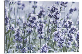 Gallery print Pure Lavender