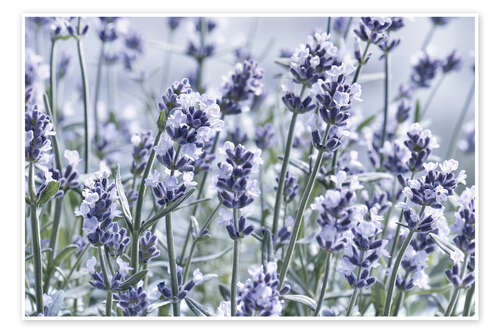 Poster Pure Lavender