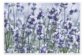 Wall print Pure Lavender - Atteloi